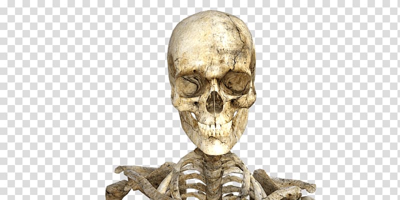 skeleton illustration, Real Skeleton Halloween transparent background PNG clipart