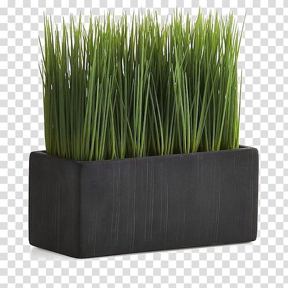 green grass , Flowerpot Bonsai Plant Artificial flower, Green grass free button elements transparent background PNG clipart