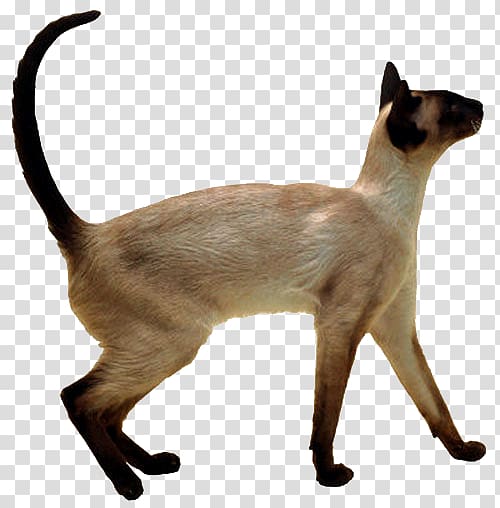 Siamese cat Thai cat Balinese cat Himalayan cat Oriental Shorthair, kitten transparent background PNG clipart