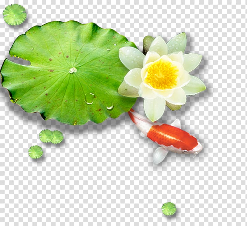 Lotus Pond Leaf Nelumbo nucifera, White water lily transparent background PNG clipart