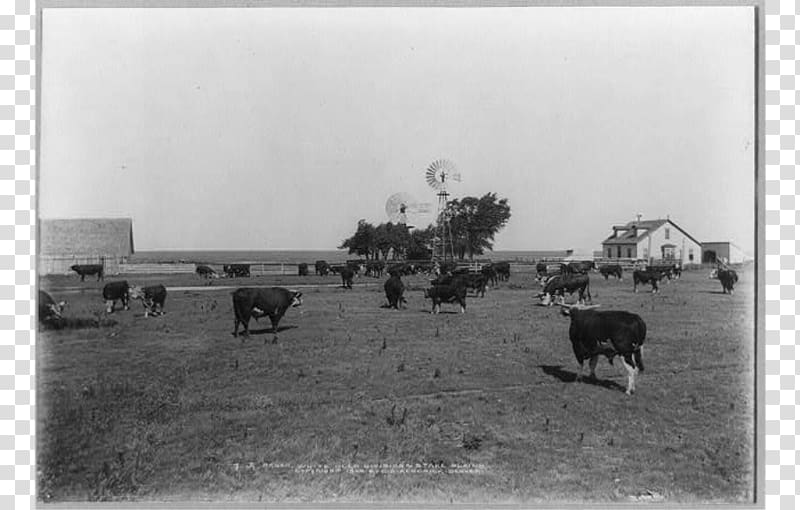 JA Ranch Hereford cattle Texas Panhandle Farm, barn transparent background PNG clipart