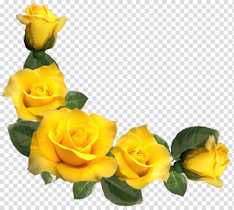 Rose Yellow , Beautiful Yellow Roses Decor , yellow petaled flower transparent background PNG clipart