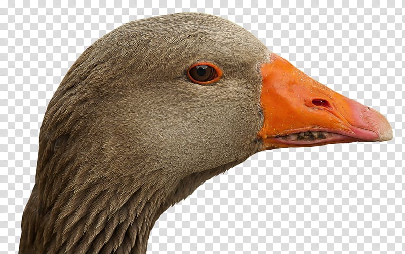 Swan goose Duck Bird Cygnini, goose transparent background PNG clipart