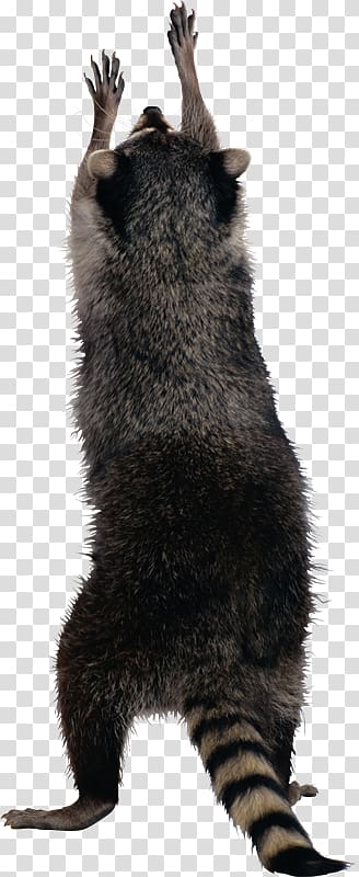 Raccoon , raccoon transparent background PNG clipart