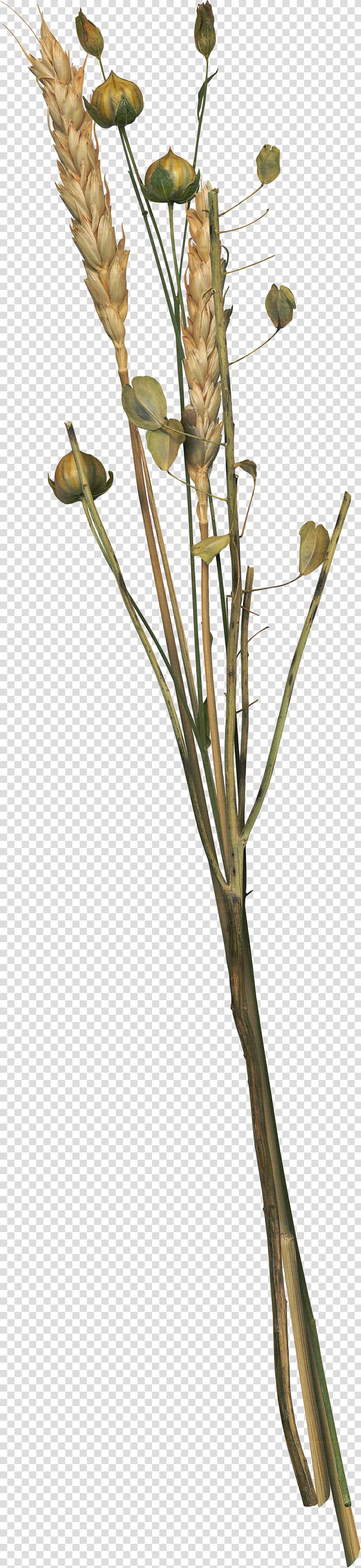 Flower Wheat, Wheat Flowers transparent background PNG clipart