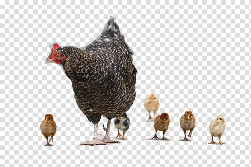 Chicken meat Hen, Mother Hen and Chicken baby transparent background PNG clipart