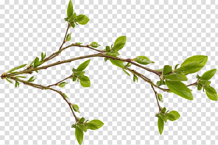 Twig Branch Tree Leaf Bud, pouring transparent background PNG clipart