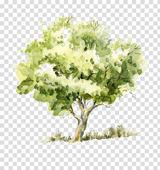 Drawing Watercolor painting Tree Pencil Sketch, Trees, green leafed tree painting transparent background PNG clipart