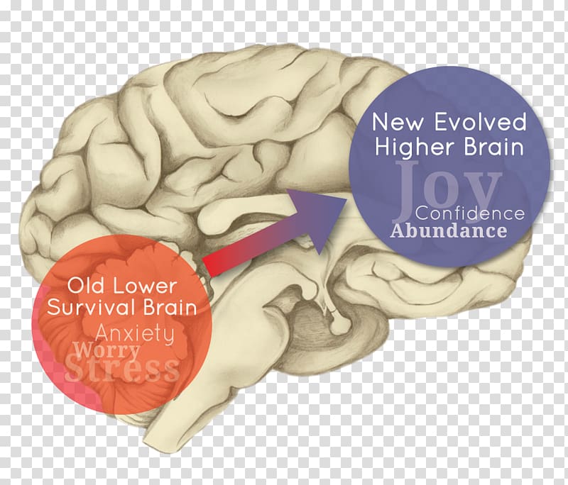 Human brain Cerebral hemisphere Evolution Limbic system, Brain transparent background PNG clipart