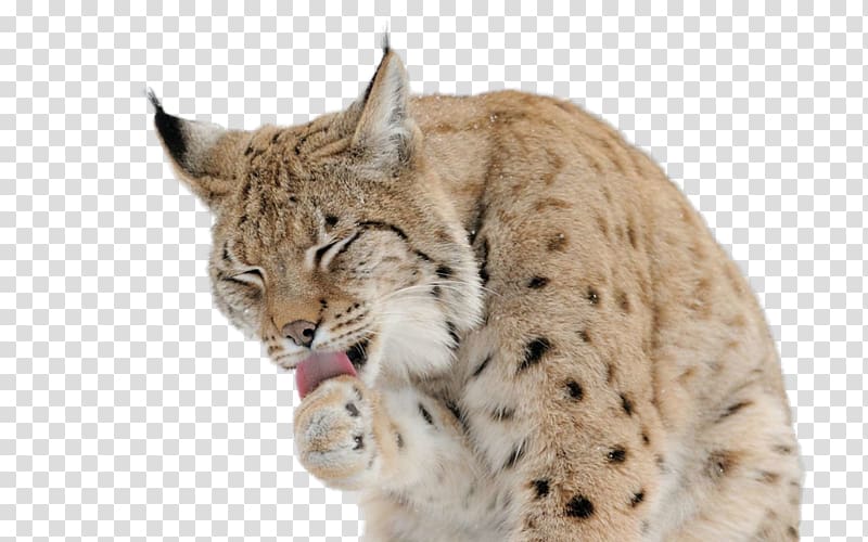 Eurasian lynx Felidae Cat Desktop Canada lynx, Cat transparent background PNG clipart