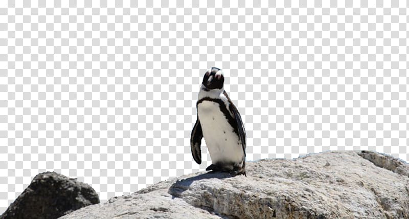 Boulders Beach King penguin Bird Word Rings, Penguins on the stone transparent background PNG clipart