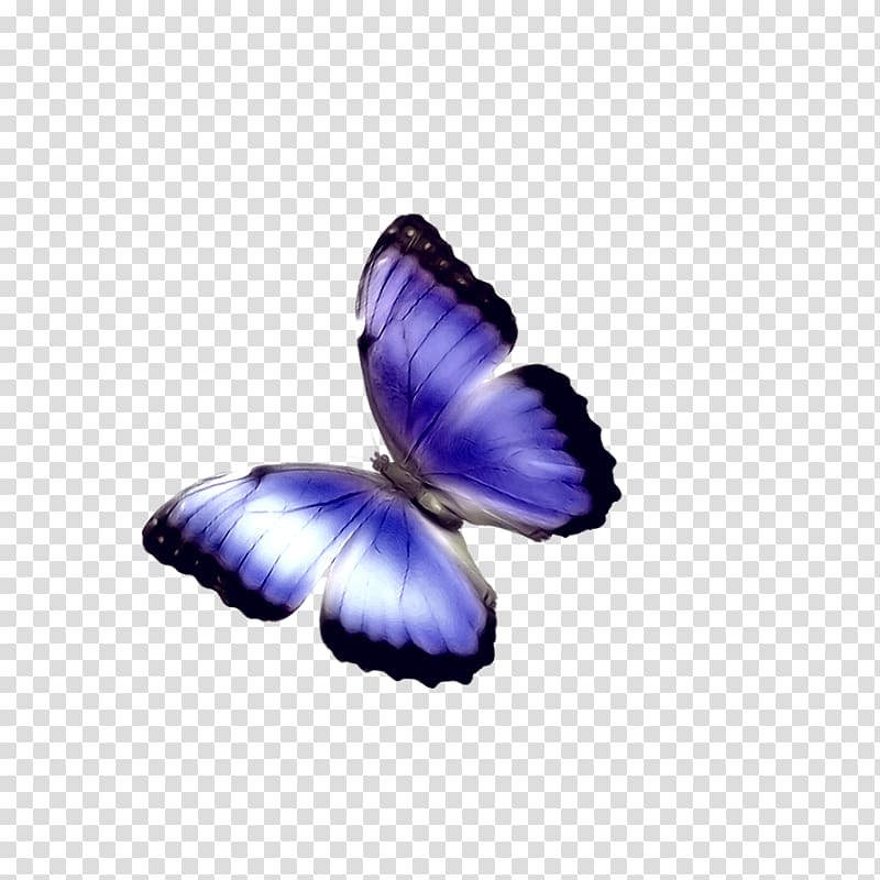 Butterfly Phengaris alcon Chemical element, blue butterfly transparent background PNG clipart