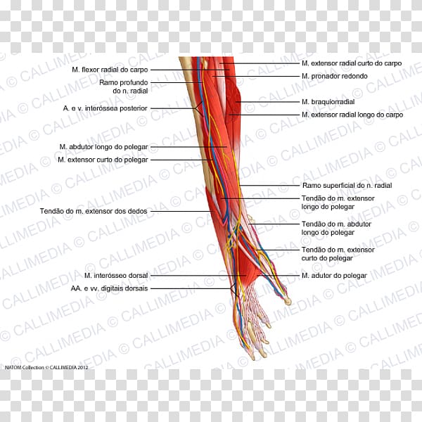 Nerve Muscle Blood vessel Forearm Anatomy, arm transparent background PNG clipart