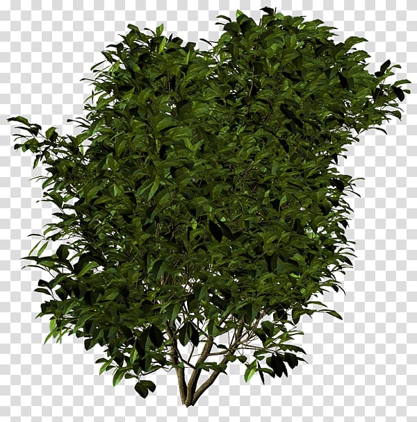 Tree Shrub Evergreen Leaf Herb, tree transparent background PNG clipart