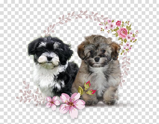 Morkie Shih Tzu Bolonka Little lion dog Havanese dog, puppy transparent background PNG clipart