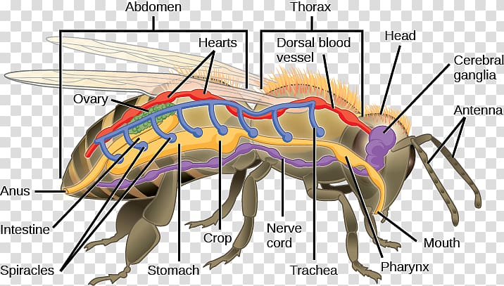 Insect Circulatory system Anatomy Biology Respiratory system, anatomy of the respiratory system transparent background PNG clipart