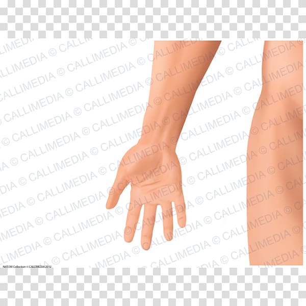 Thumb Hand model Nail Human leg, Nail transparent background PNG clipart