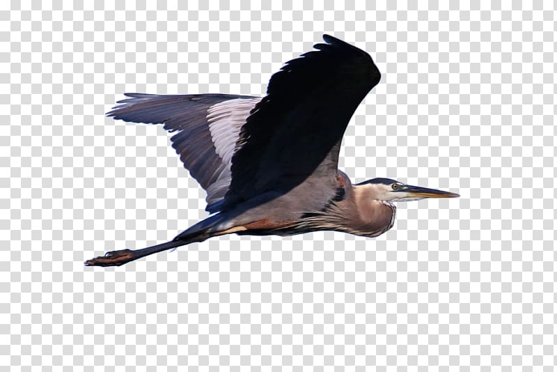 Great blue heron Grey heron Bird Cormorant Illustration, Osprey flying in the air transparent background PNG clipart