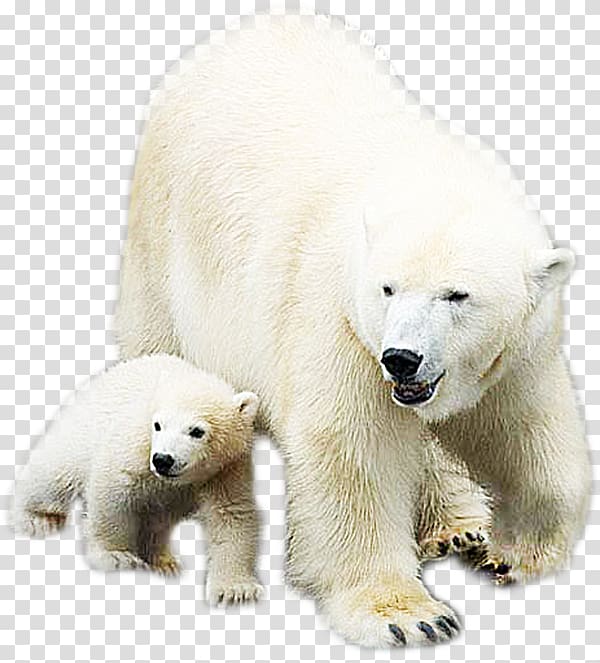 Polar bear, White animal polar bear transparent background PNG clipart