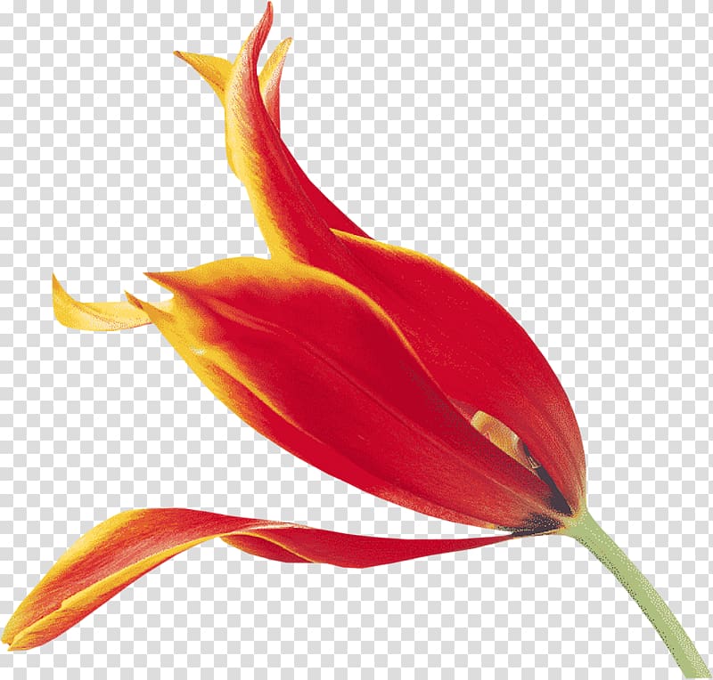 Flower Fototapet Tulip Neural organization , orange flower transparent background PNG clipart