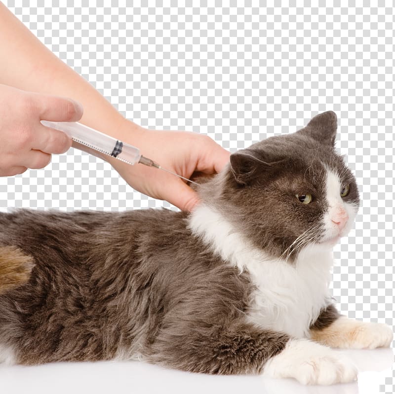 Cat Dog Vaccine Feline vaccination, Veterinary transparent background PNG clipart