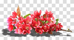 Floral design Flower عندو الزين Petal, flower transparent background PNG clipart thumbnail