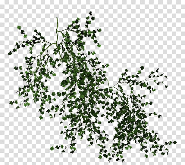 green leafed plant, Vine Desktop Tree , vines transparent background PNG clipart
