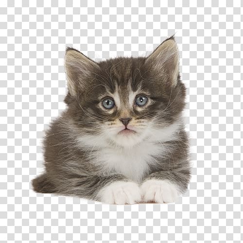 Kitten Norwegian Forest cat Siberian cat American Wirehair Ragamuffin cat, kitten transparent background PNG clipart