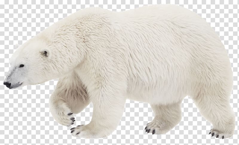 Polar bear Brown bear American black bear , ferret transparent background PNG clipart