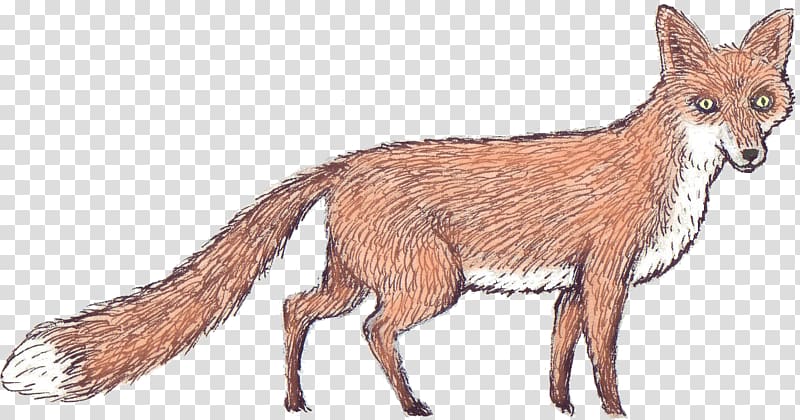 Red fox Jackal Fur Fauna Vulpini, Fox Illustration transparent background PNG clipart