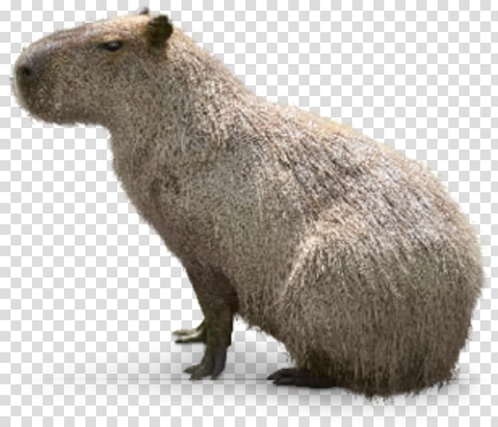 Capybara Interdigital webbing Webbed toes Hellabrunn Zoo Snout, capybara transparent background PNG clipart