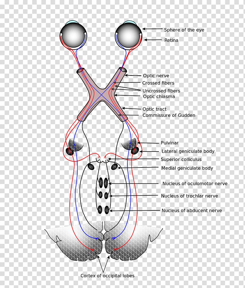 Visual system Sensory nervous system Optic nerve Visual perception, Brain transparent background PNG clipart