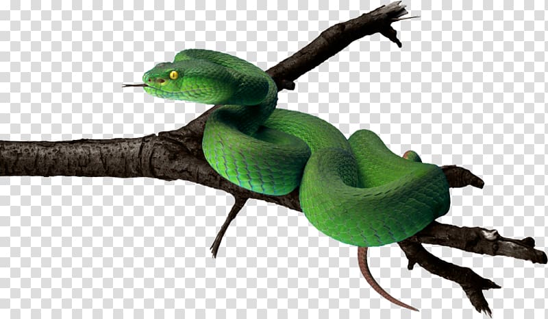 Snake Vipers , snake transparent background PNG clipart