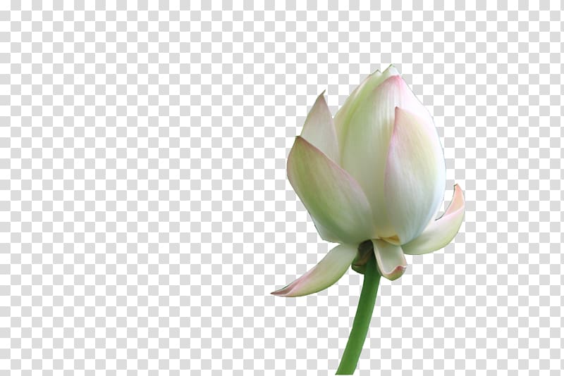 Petal Nelumbo nucifera Flower, One to be opened lotus transparent background PNG clipart