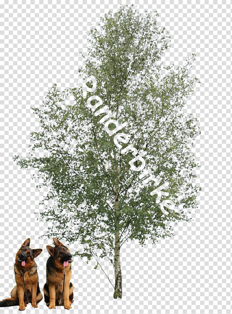 Paper birch Populus alba Tree Oak Plant, winter tree transparent background PNG clipart