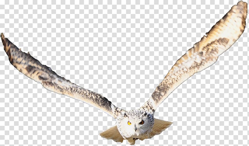 Owl Nocturnality Web development Responsive web design, let your dreams fly transparent background PNG clipart