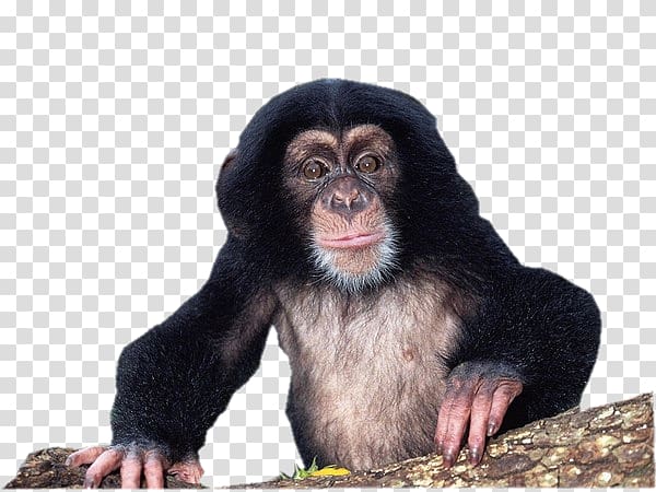 Gorilla Chimpanzee Material Culture: Implications for Human Evolution Uncommon Animals Rare species, gorilla transparent background PNG clipart