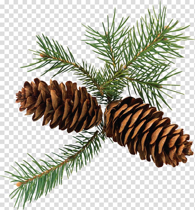 Conifer cone Eastern white pine , others transparent background PNG clipart