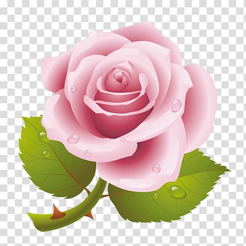 Garden roses Cabbage rose Pink Floribunda , flower transparent background PNG clipart