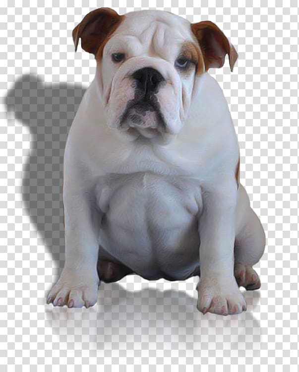 Dorset Olde Tyme Bulldogge American Bulldog Olde English Bulldogge Toy Bulldog Australian Bulldog, puppy transparent background PNG clipart