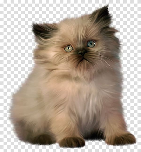 Persian cat Ragdoll Bengal cat Kitten, Little Kitten transparent background PNG clipart