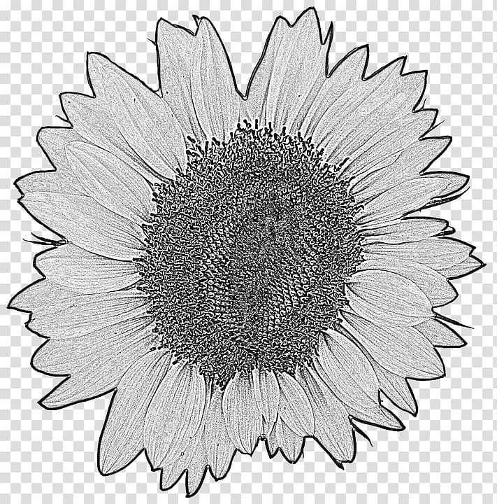 Common sunflower Four Cut Sunflowers Yellow Drawing Portable Network Graphics, sunflower watercolor transparent background PNG clipart