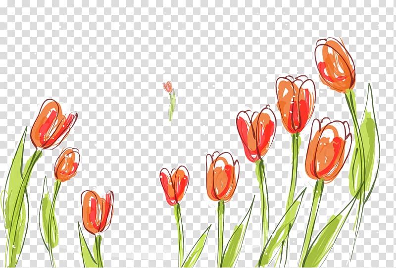 Tulip Poster Fundal, Beautiful tulips transparent background PNG clipart