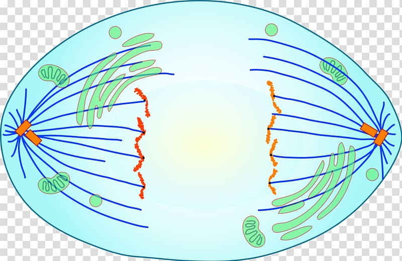 Anaphase Mitosis Meiosis Cell division Metaphase, cells transparent background PNG clipart