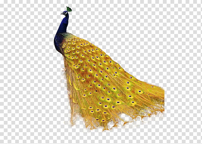 u9ce5u985e: u5b54u96c0 Peafowl Pavxe3o de Ouro, peacock transparent background PNG clipart