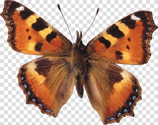 Brush-footed butterflies Gossamer-winged butterflies Butterfly Moth Large Tortoiseshell, butterfly transparent background PNG clipart