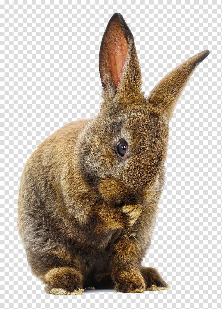 brown rabbit, Domestic rabbit Cuy Hare, Mountain bunny transparent background PNG clipart