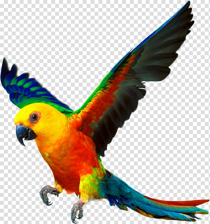 multicolored parrot, Companion parrot Bird Cockatiel Color, Yellow simple parrot decorative pattern transparent background PNG clipart