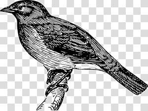 Bird Singing PNG Transparent Images Free Download, Vector Files