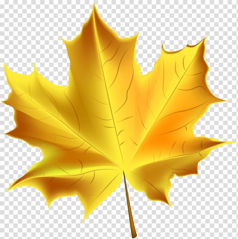 brown maple leaf, Autumn leaf color , Beautiful Yellow Autumn Leaf transparent background PNG clipart